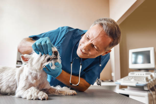 Best Emergency Tooth Extraction in North Bay Village, FL